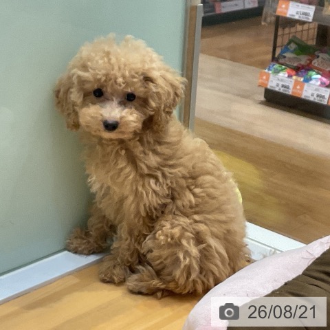 埼玉県のトイプードル(トイ) (ペットプラス 与野店/2026年5月16日生まれ/女の子/アプリコット)の子犬の3枚目の画像
