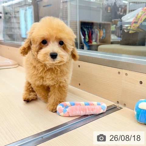 神奈川県のトイプードル(トイ) (ペットプラス 川崎ルフロン店/2026年5月16日生まれ/女の子/アプリコット)の子犬の3枚目の画像