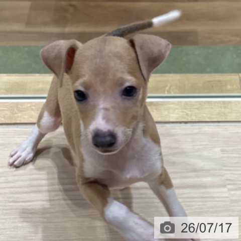 神奈川県のイタリアングレーハウンド (ペットプラス 川崎ルフロン店/2026年5月15日生まれ/男の子/ブルーフォーンホワイト)の子犬の4枚目の画像