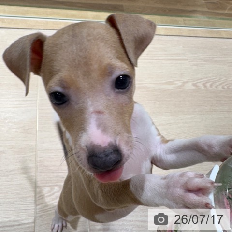 神奈川県のイタリアングレーハウンド (ペットプラス 川崎ルフロン店/2026年5月15日生まれ/男の子/ブルーフォーンホワイト)の子犬の3枚目の画像