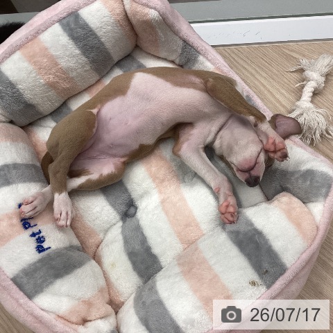 埼玉県のイタリアングレーハウンド (ペットプラス 川口店/2026年5月15日生まれ/女の子/ブルーフォーンホワイト)の子犬の4枚目の画像