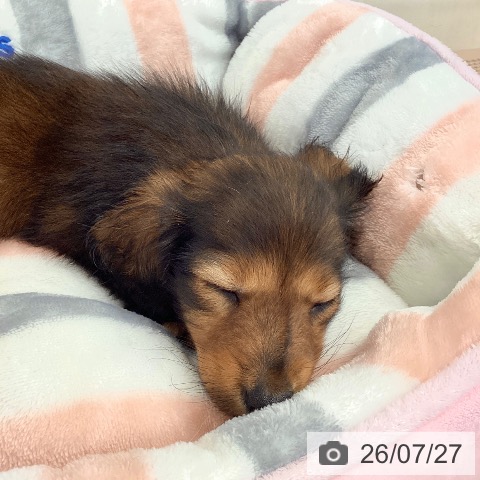 埼玉県のカニンヘンダックスフンド(ロング) (ペットプラス 八潮店/2026年5月15日生まれ/女の子/レッド)の子犬の3枚目の画像