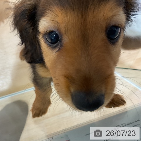 千葉県のカニンヘンダックスフンド(ロング) (ペットプラス 成田店/2026年5月15日生まれ/女の子/レッド)の子犬の4枚目の画像