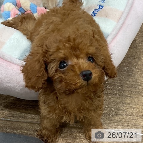 神奈川県のトイプードル(トイ) (ペッツワン 小田原店/2026年5月16日生まれ/男の子/レッド)の子犬の3枚目の画像