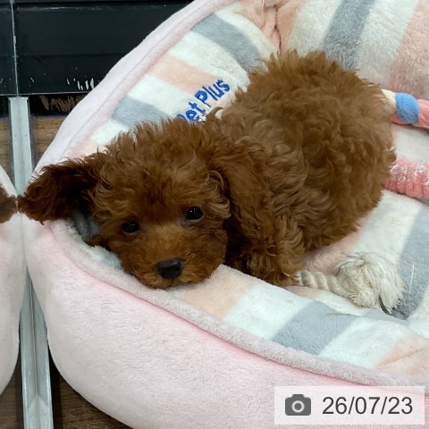 神奈川県のトイプードル(トイ) (ペッツワン 小田原店/2026年5月16日生まれ/男の子/レッド)の子犬の3枚目の画像