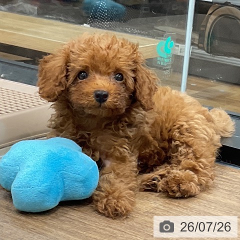 神奈川県のトイプードル(トイ) (ペッツワン 小田原店/2026年5月16日生まれ/男の子/レッド)の子犬の3枚目の画像