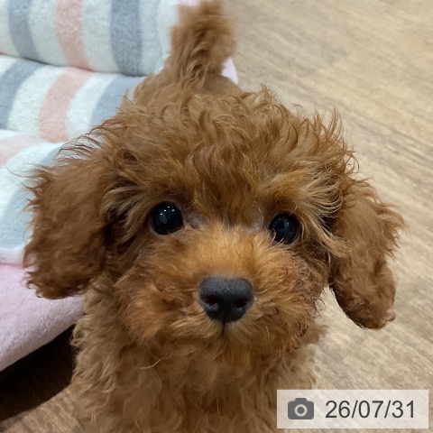 神奈川県のトイプードル(トイ) (ペッツワン 小田原店/2026年5月16日生まれ/男の子/レッド)の子犬の3枚目の画像