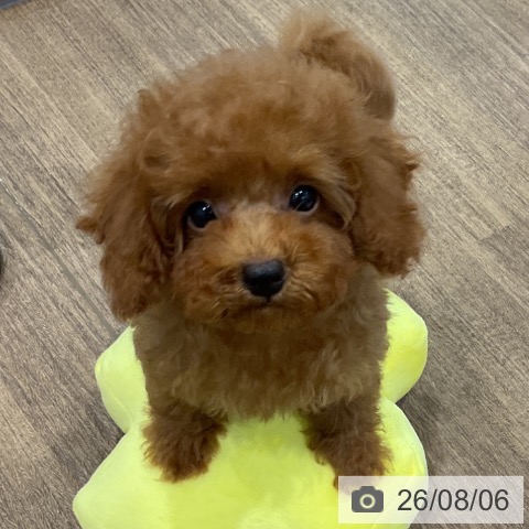 神奈川県のトイプードル(トイ) (ペッツワン 小田原店/2026年5月16日生まれ/男の子/レッド)の子犬の4枚目の画像