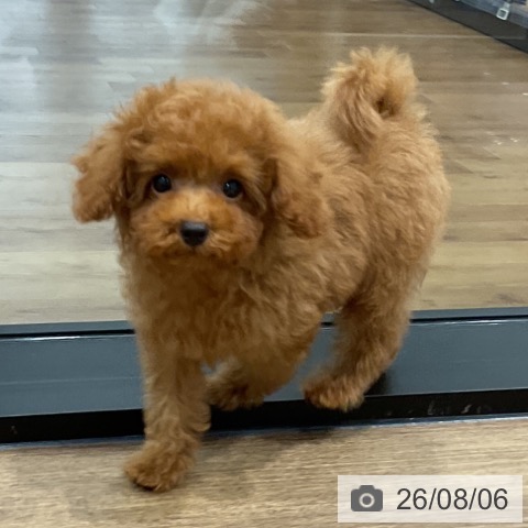神奈川県のトイプードル(トイ) (ペッツワン 小田原店/2026年5月16日生まれ/男の子/レッド)の子犬の3枚目の画像