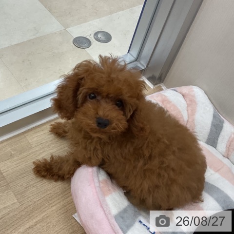 神奈川県のトイプードル(トイ) (ペットプラス アミーゴ藤沢店/2026年5月16日生まれ/男の子/レッド)の子犬の4枚目の画像