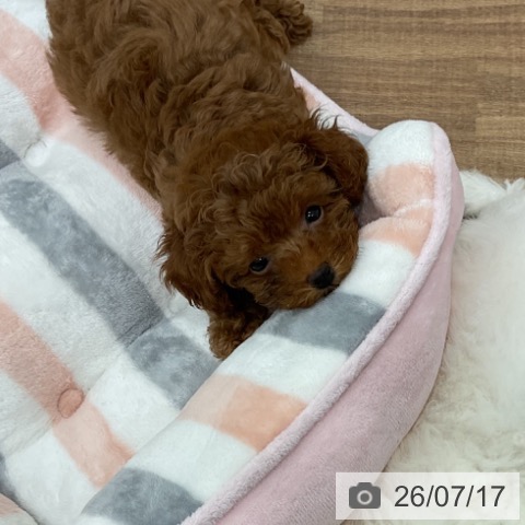 茨城県のトイプードル(トイ) (ペッツワン 古河店/2026年5月16日生まれ/女の子/レッド)の子犬の3枚目の画像