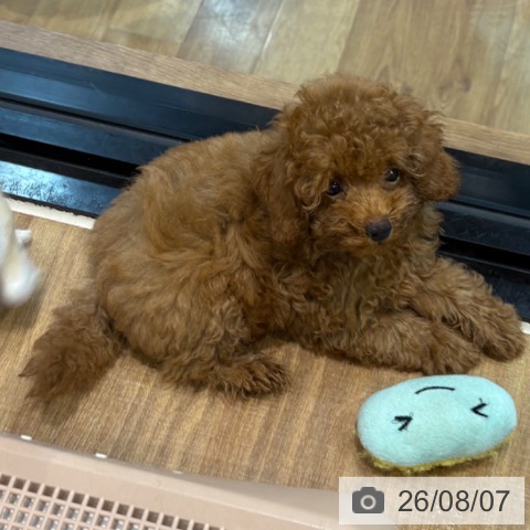 埼玉県のトイプードル(トイ) (ペッツワン 新座店/2026年5月16日生まれ/女の子/レッド)の子犬の4枚目の画像