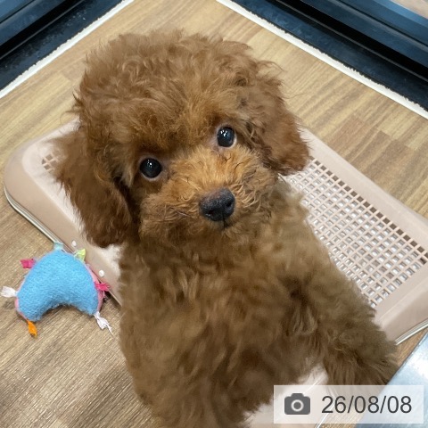 埼玉県のトイプードル(トイ) (ペッツワン 新座店/2026年5月16日生まれ/女の子/レッド)の子犬の3枚目の画像