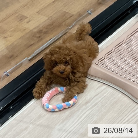 埼玉県のトイプードル(トイ) (ペッツワン 新座店/2026年5月16日生まれ/女の子/レッド)の子犬の3枚目の画像