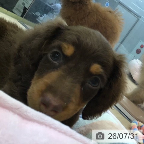 ミニチュア・ダックスフンドの写真