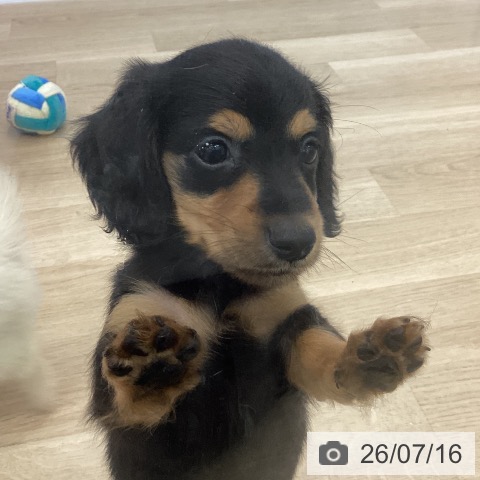 ミニチュア・ダックスフンドの写真