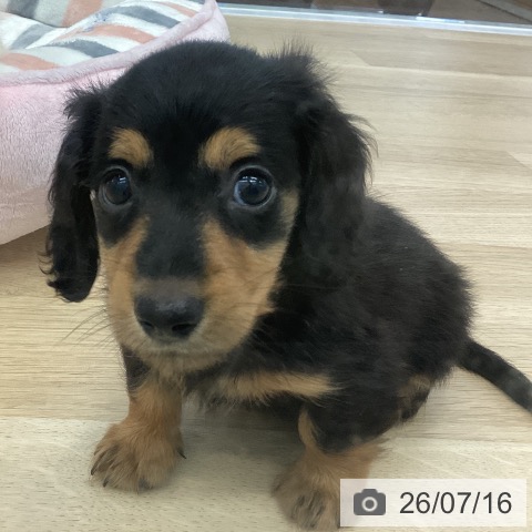 ミニチュア・ダックスフンドの写真
