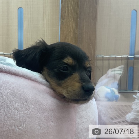 埼玉県のミニチュアダックスフンド(ロング) (ペッツワン 浦和美園店/2026年5月5日生まれ/女の子/ブラックタン)の子犬の3枚目の画像