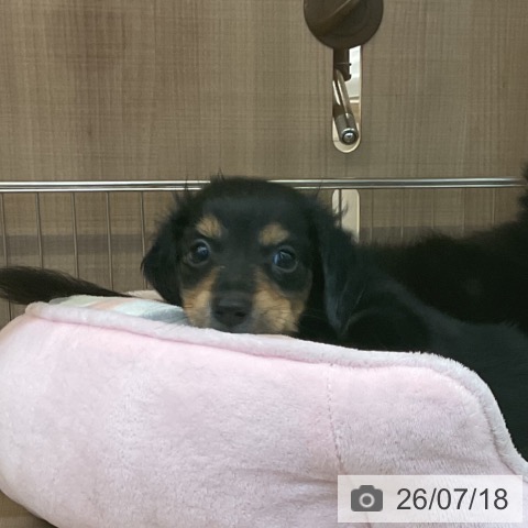 神奈川県のミニチュアダックスフンド(ロング) (ペッツワン 横須賀久里浜店/2026年5月5日生まれ/女の子/ブラックタン)の子犬の4枚目の画像