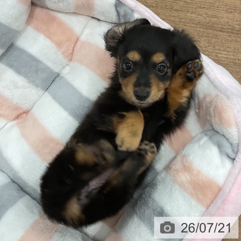 ミニチュア・ダックスフンドの写真