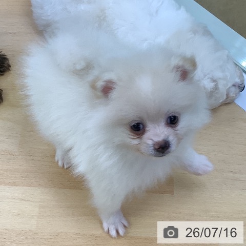 埼玉県のポメラニアン (ペットプラス 羽生店/2026年5月14日生まれ/女の子/クリーム)の子犬の4枚目の画像