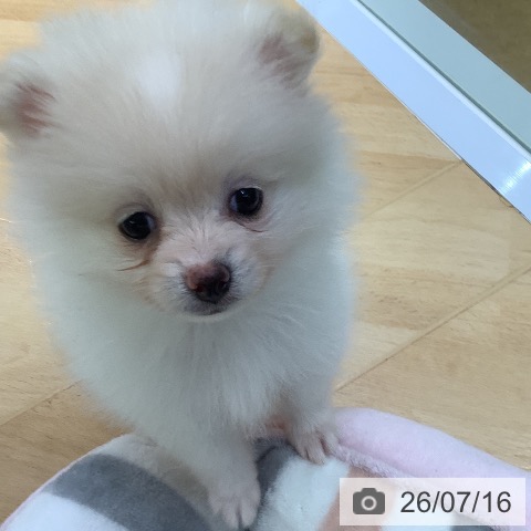 埼玉県のポメラニアン (ペットプラス 羽生店/2026年5月14日生まれ/女の子/クリーム)の子犬の3枚目の画像