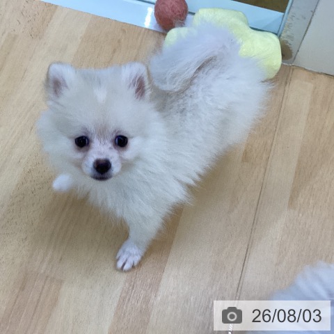 埼玉県のポメラニアン (ペットプラス 羽生店/2026年5月14日生まれ/女の子/クリーム)の子犬の3枚目の画像