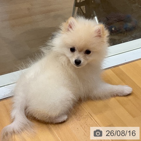 埼玉県のポメラニアン (ペットプラス 与野店/2026年5月14日生まれ/女の子/クリーム)の子犬の4枚目の画像