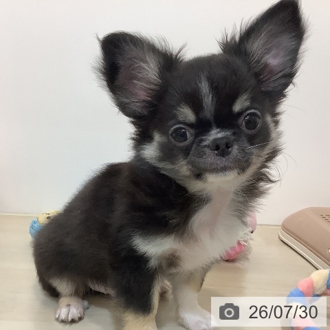 チワワの写真