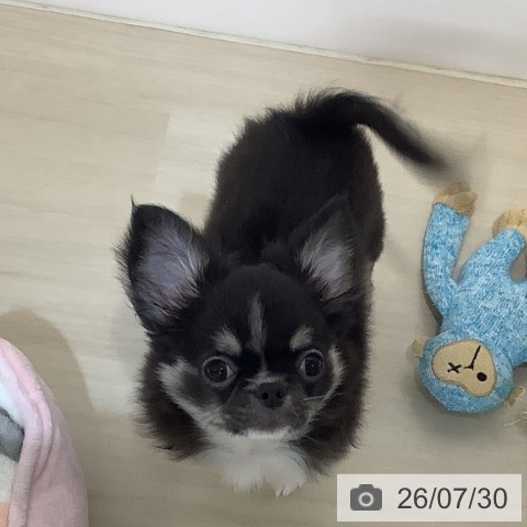 チワワの写真