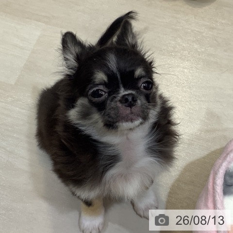 チワワの写真