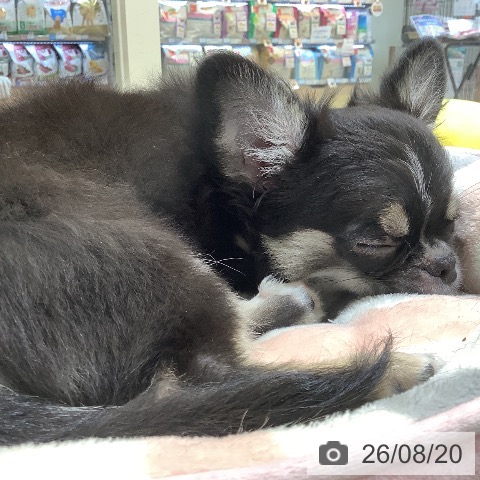 チワワの写真