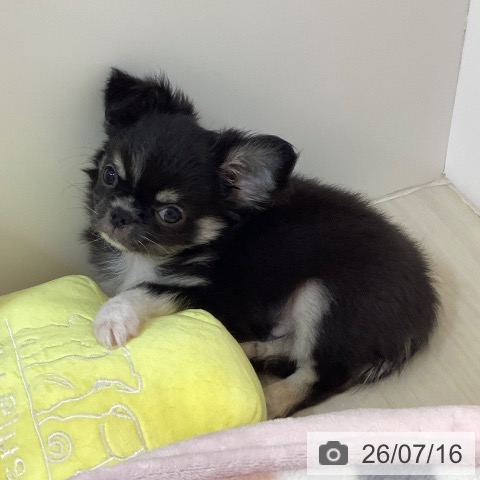 埼玉県のチワワ(ロング) (ペットプラス クレアモール川越店/2026年4月24日生まれ/男の子/ブラックタンホワイト)の子犬の4枚目の画像