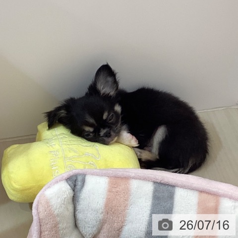 埼玉県のチワワ(ロング) (ペットプラス クレアモール川越店/2026年4月24日生まれ/男の子/ブラックタンホワイト)の子犬の3枚目の画像