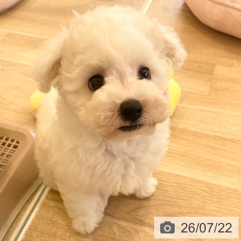 神奈川県のビションフリーゼ (ペットプラス テラスモール湘南店/2026年5月15日生まれ/男の子/ホワイト)の子犬の3枚目の画像