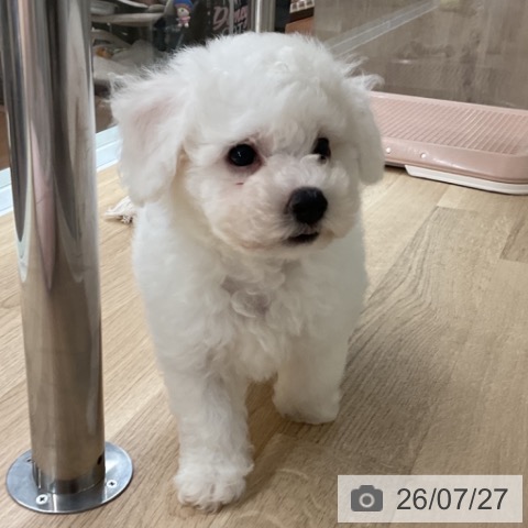 神奈川県のビションフリーゼ (ペットプラス 湘南平塚店/2026年5月15日生まれ/男の子/ホワイト)の子犬の3枚目の画像