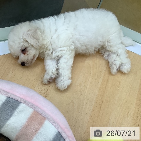 埼玉県のビションフリーゼ (ペットプラス 羽生店/2026年5月15日生まれ/男の子/ホワイト)の子犬の4枚目の画像