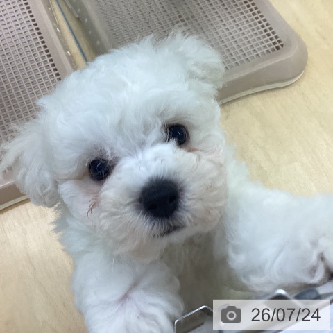 埼玉県のビションフリーゼ (ペットプラス 羽生店/2026年5月15日生まれ/男の子/ホワイト)の子犬の3枚目の画像
