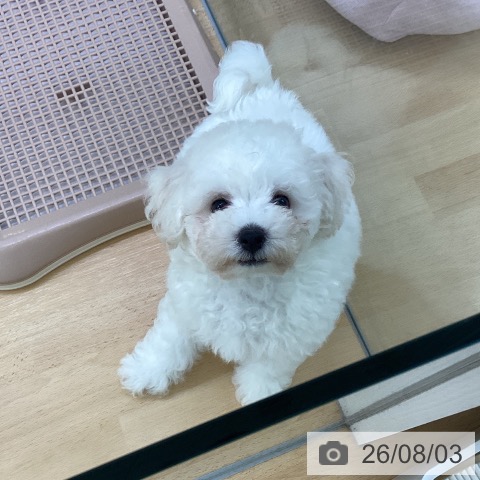 埼玉県のビションフリーゼ (ペットプラス 羽生店/2026年5月15日生まれ/男の子/ホワイト)の子犬の3枚目の画像