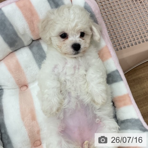 茨城県のビションフリーゼ (ペッツワン 古河店/2026年5月15日生まれ/女の子/ホワイト)の子犬の3枚目の画像