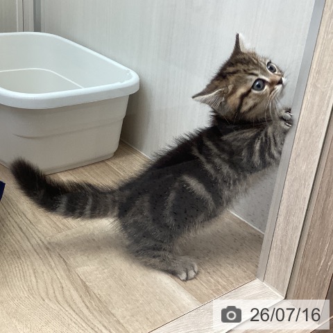 ミヌエットの写真