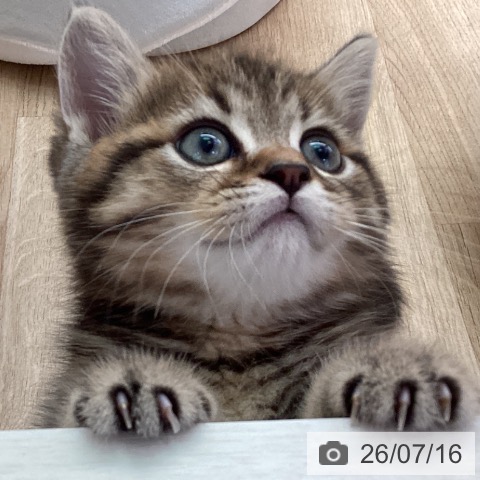 ミヌエットの写真