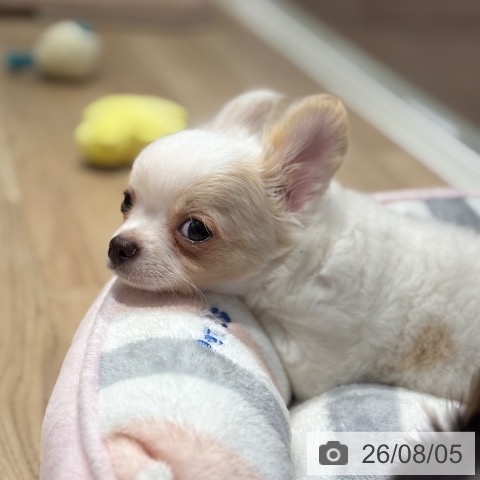 千葉県のチワワ(ロング) (ペットプラス 木更津店/2026年5月13日生まれ/男の子/ホワイトクリーム)の子犬の4枚目の画像
