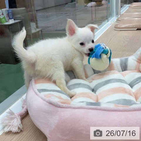 埼玉県のチワワ(ロング) (ペットプラス 上尾店/2026年5月15日生まれ/男の子/クリーム)の子犬の4枚目の画像