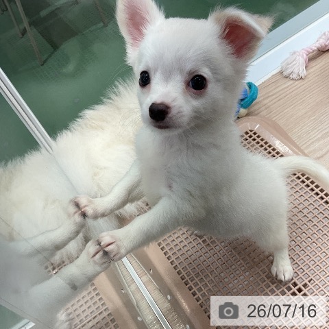 埼玉県のチワワ(ロング) (ペットプラス 上尾店/2026年5月15日生まれ/男の子/クリーム)の子犬の3枚目の画像