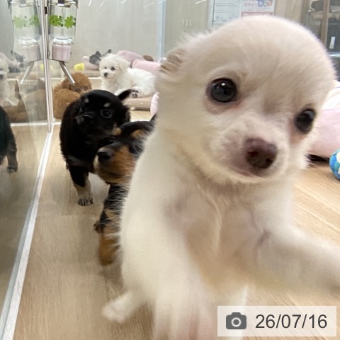 チワワの写真