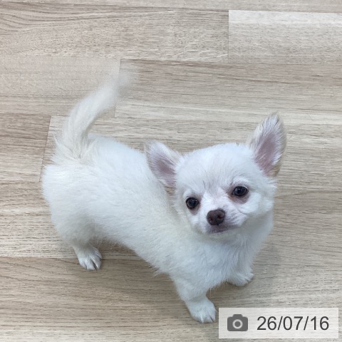 チワワの写真