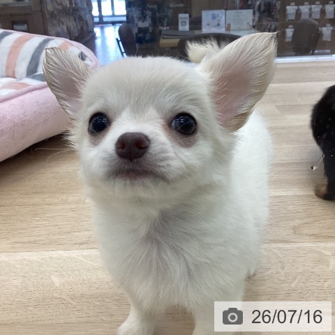 チワワの写真