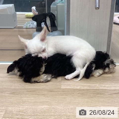 神奈川県のチワワ(ロング) (ペットプラス 座間店/2026年5月15日生まれ/男の子/クリーム)の子犬の4枚目の画像