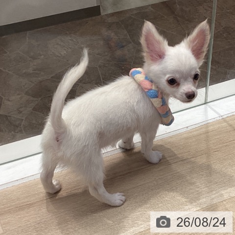 神奈川県のチワワ(ロング) (ペットプラス 座間店/2026年5月15日生まれ/男の子/クリーム)の子犬の3枚目の画像
